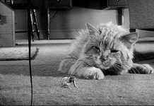 Tesouros da Sétima Arte – “O Incrível Homem que Encolheu”, de Jack Arnold Tesouros da Sétima Arte – “O Incrível Homem que Encolheu”, de Jack Arnold