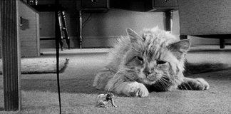 Tesouros da Sétima Arte – “O Incrível Homem que Encolheu”, de Jack Arnold