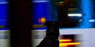 “Adeus à Linguagem”, de Jean-Luc Godard