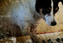 O emocionante “Coração de Cachorro”, de Laurie Anderson, no NET NOW