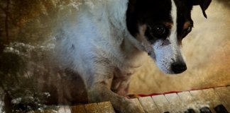 O emocionante “Coração de Cachorro”, de Laurie Anderson, no NET NOW