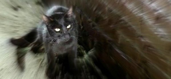 the black cat 1981 film images 08828250 e88c 499e 95ce e9fb3487d45 - Edgar Allan Poe no Cinema
