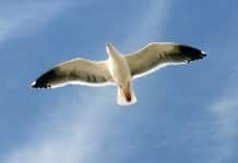 Tesouros da Sétima Arte – “Fernão Capelo Gaivota”, de Hall Bartlett