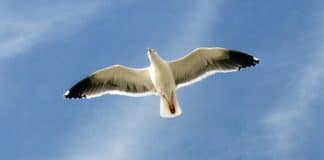 Tesouros da Sétima Arte – “Fernão Capelo Gaivota”, de Hall Bartlett